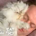 【至福の寝顔】「僕も一緒に寝るニャ…」毎晩飼い主さんの隣で『専用ベッド』に収まる甘えん坊猫が可愛すぎると話題! - 肉球ドットコム(299.com)