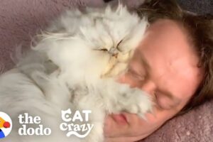 【至福の寝顔】「僕も一緒に寝るニャ…」毎晩飼い主さんの隣で『専用ベッド』に収まる甘えん坊猫が可愛すぎると話題! - 肉球ドットコム(299.com)