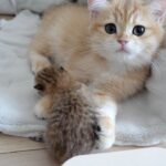 【びっくり】「何してるの?」初めての体重測定に興味津々な兄猫たちの戸惑いと優しさに癒やされる! - 肉球ドットコム(299.com)