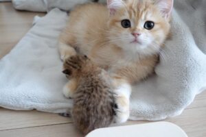 【びっくり】「何してるの?」初めての体重測定に興味津々な兄猫たちの戸惑いと優しさに癒やされる! - 肉球ドットコム(299.com)