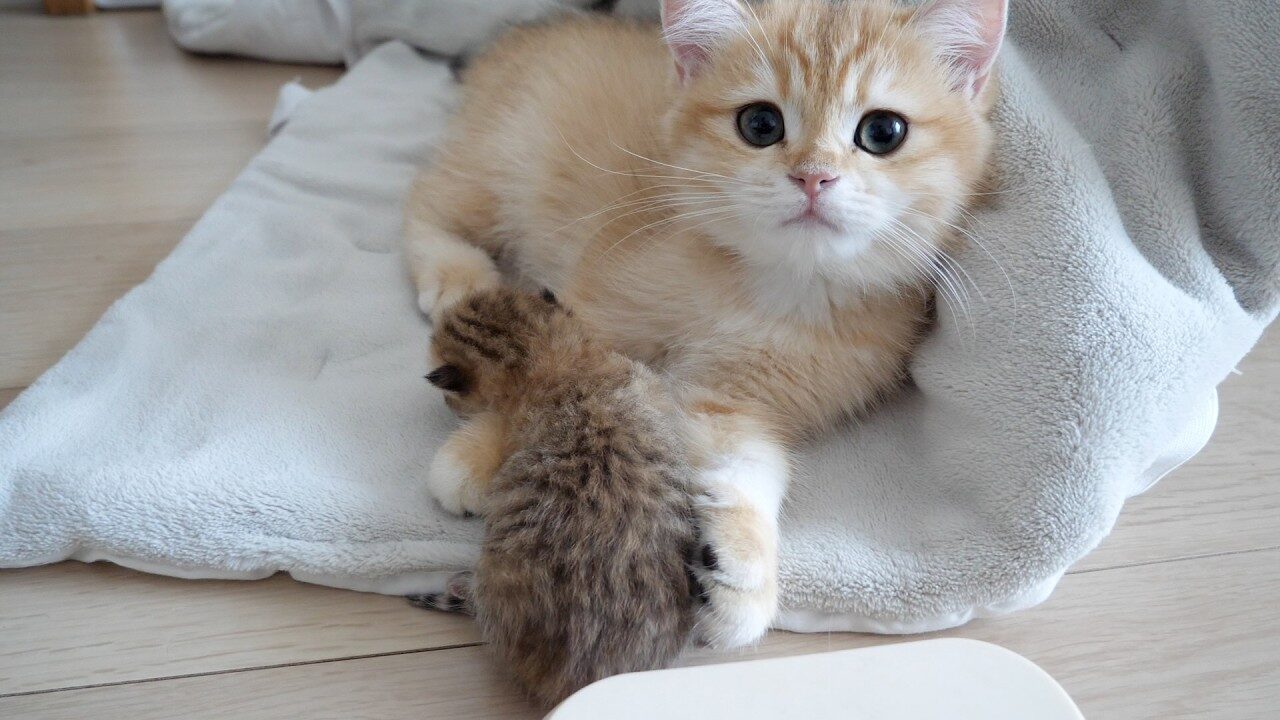 【びっくり】「何してるの?」初めての体重測定に興味津々な兄猫たちの戸惑いと優しさに癒やされる! - 肉球ドットコム(299.com)