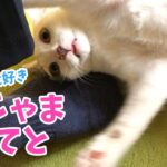 【困惑】「お仕事させて…」ペンを隠して全力で邪魔する子猫!可愛すぎるいたずらに降参必至!? - 肉球ドットコム(299.com)
