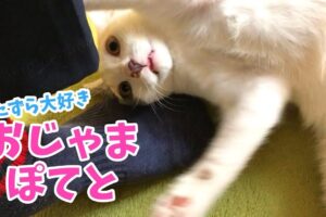 【困惑】「お仕事させて…」ペンを隠して全力で邪魔する子猫!可愛すぎるいたずらに降参必至!? - 肉球ドットコム(299.com)