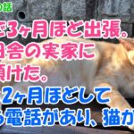 【感動】「うちの猫が野生化した!?」実家に預けた愛猫が、2ヶ月後に見せた『驚きの姿』に涙と笑いが止まらない! - 肉球ドットコム(299.com)