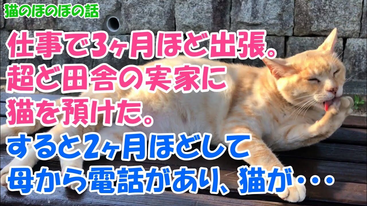 【感動】「うちの猫が野生化した!?」実家に預けた愛猫が、2ヶ月後に見せた『驚きの姿』に涙と笑いが止まらない! - 肉球ドットコム(299.com)