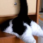 【爆笑】「そこは入り口じゃないニャ!」ゴミ箱に逆さまから突撃しちゃうお茶目な猫ちゃんに癒やされる - 肉球ドットコム(299.com)