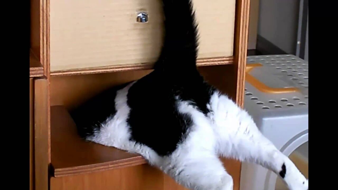 【爆笑】「そこは入り口じゃないニャ!」ゴミ箱に逆さまから突撃しちゃうお茶目な猫ちゃんに癒やされる - 肉球ドットコム(299.com)