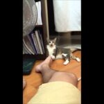 【爆笑】「うわっ、毒!?w」飼い主の足をガブリした猫ちゃん、その直後の表情が『失礼すぎる』と話題! - 肉球ドットコム(299.com)