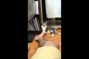 【爆笑】「うわっ、毒!?w」飼い主の足をガブリした猫ちゃん、その直後の表情が『失礼すぎる』と話題! - 肉球ドットコム(299.com)