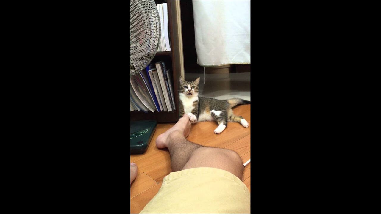 【爆笑】「うわっ、毒!?w」飼い主の足をガブリした猫ちゃん、その直後の表情が『失礼すぎる』と話題! - 肉球ドットコム(299.com)