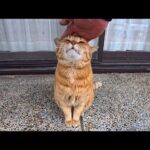 【癒やし】神社の境内に住まう「守り神」?人懐っこい猫ちゃんのゴロゴロ音が止まらない! - 肉球ドットコム(299.com)