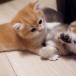 【微笑】「遊んでるの?喧嘩してるの?」子猫兄弟のわちゃわちゃバトルが、見ていて飽きないと話題! - 肉球ドットコム(299.com)