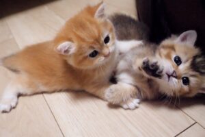 【微笑】「遊んでるの?喧嘩してるの?」子猫兄弟のわちゃわちゃバトルが、見ていて飽きないと話題! - 肉球ドットコム(299.com)