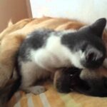 【爆笑】「ねえ、遊ぼうよ!」大型犬に全力で絡みつく猫ちゃん。余裕の(?)神対応を見せるワンコに癒やされる - 肉球ドットコム(299.com)