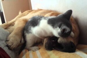 【爆笑】「ねえ、遊ぼうよ!」大型犬に全力で絡みつく猫ちゃん。余裕の(?)神対応を見せるワンコに癒やされる - 肉球ドットコム(299.com)