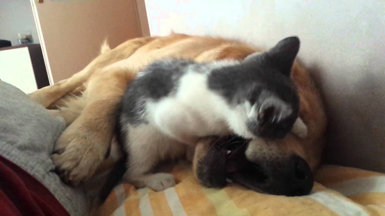 【爆笑】「ねえ、遊ぼうよ!」大型犬に全力で絡みつく猫ちゃん。余裕の(?)神対応を見せるワンコに癒やされる - 肉球ドットコム(299.com)