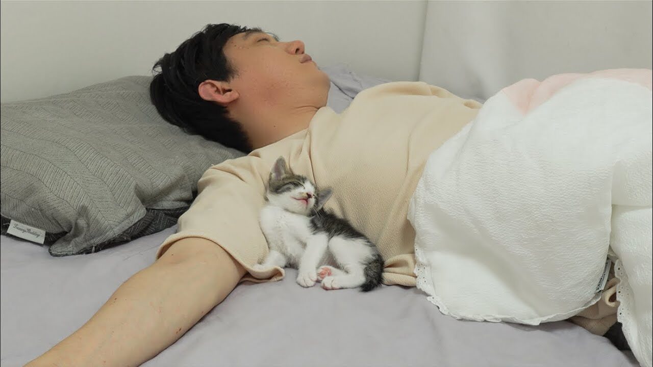 【衝撃】「寝てる間に何してたの!?」飼い主が眠りについた後、子猫たちが繰り広げる『深夜の秘密会議』が自由すぎて爆笑! - 肉球ドットコム(299.com)
