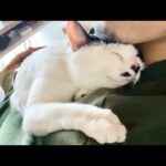 【感涙】「もう離さないニャ!」1週間ぶりに再会した愛猫の『重すぎる愛』が可愛すぎて悶絶必至! - 肉球ドットコム(299.com)