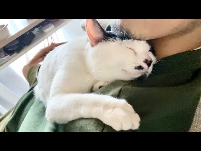 【感涙】「もう離さないニャ!」1週間ぶりに再会した愛猫の『重すぎる愛』が可愛すぎて悶絶必至! - 肉球ドットコム(299.com)