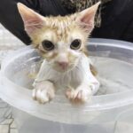 【感動】ノミだらけで保護された子猫、初めてのお風呂で『とろける表情』に…!優しさに包まれた劇的ビフォーアフター - 肉球ドットコム(299.com)