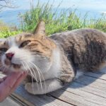 【至福】展望台で見つけた「絶景」以上の癒やし!爆音で喉を鳴らすキジシロ猫ちゃんが愛おしすぎる - 肉球ドットコム(299.com)