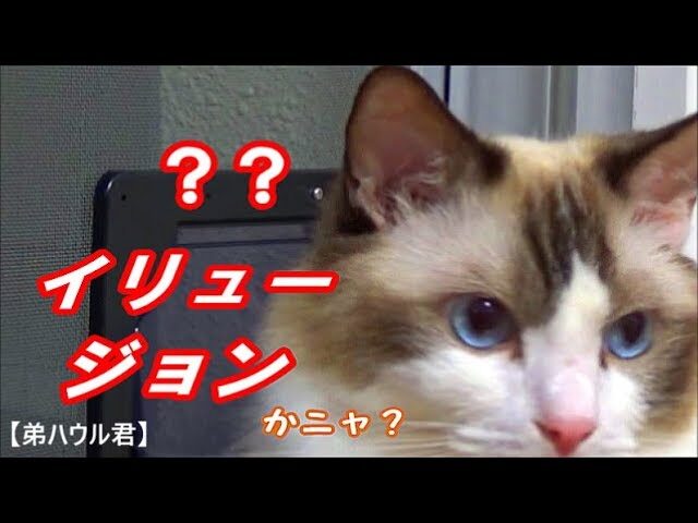 【驚きの知能】「押してダメなら引いてみろだニャ!」クリップの仕掛けを鮮やかに突破する天才猫コハクくんが話題! - 肉球ドットコム(299.com)