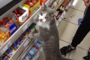 【驚き】「連れて帰ってニャ!」スーパーのレジで必死におねだりする猫ちゃん。まさかの積極的なアピールに飼い主さんも降参!? - 肉球ドットコム(299.com)