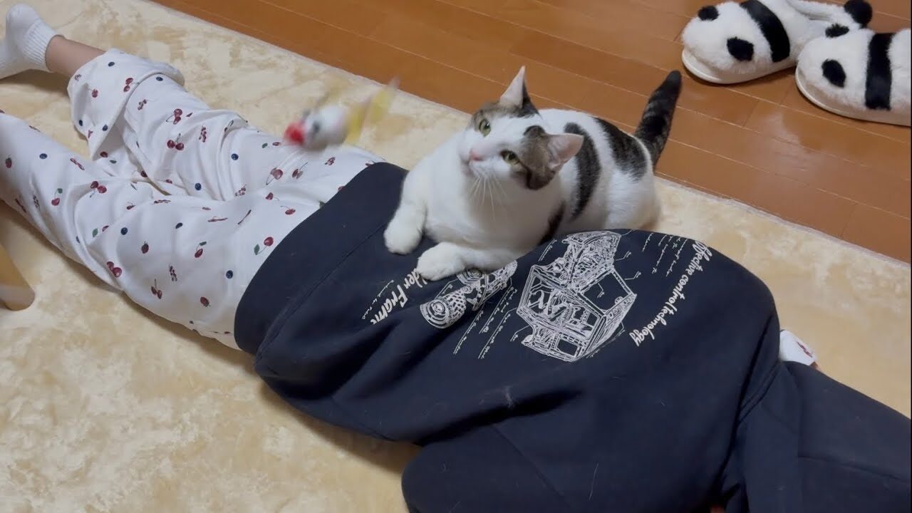 【爆笑】「最初の遠慮はどこへ…?」お父さんを”踏み台”にする猫ちゃん。家族も驚く「大胆すぎる変化」に癒やされる! - 肉球ドットコム(299.com)