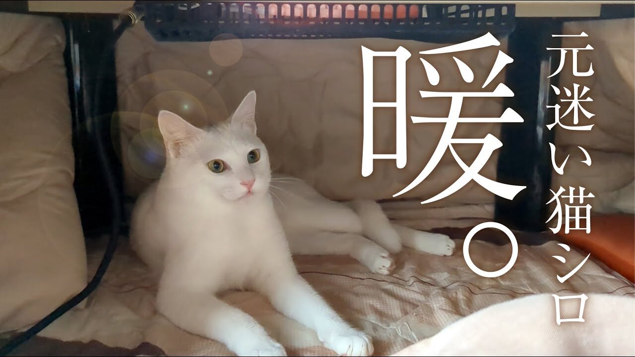 【感動】「これ、なぁに?」元迷い猫の白くん、初めての”こたつ”に困惑。その後の『とろける表情』に涙が止まらない! - 肉球ドットコム(299.com)