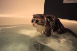 【爆笑】「お湯が足りな〜い!」お風呂を全力で拒否…かと思いきや?驚きの行動を見せる猫ちゃんが話題! - 肉球ドットコム(299.com)