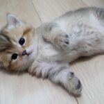 【悶絶】「お外、怖いニャ…」ケージから出た瞬間に“崩れ落ちる”子猫ちゃん。そのかわいすぎる反応に世界がメロメロ! - 肉球ドットコム(299.com)