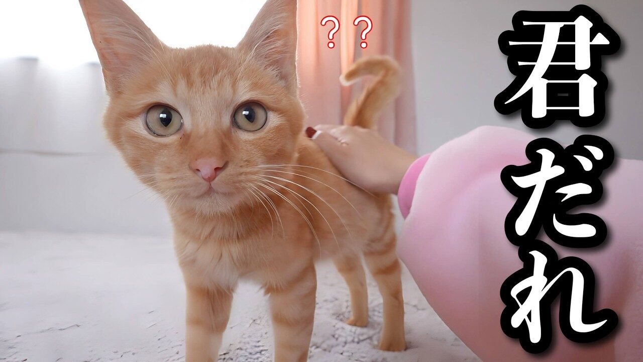 【感動】道路を横切る小さな影…。「ひょんなこと」から茶トラの子猫を保護!先住猫チャチャ君とのハラハラな出会いと献身的な看病に涙 - 肉球ドットコム(299.com)