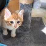 【大物】「ここ、ボクの家だニャ!」お迎え初日からわずか5分で爆睡!?リラックスしすぎな子猫ちゃんに飼い主さんもびっくり! - 肉球ドットコム(299.com)