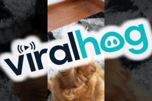 【爆笑】「ボクたち仲良しだもんね!」ワンコにプロレス技(?)を仕掛ける猫ちゃん。種族を超えた激しすぎる“じゃれ合い”に元気をもらえる! - 肉球ドットコム(299.com)