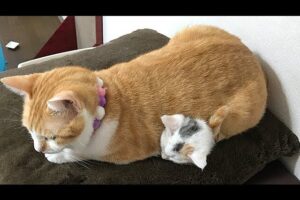 【極上の癒やし】「まるで湯たんぽニャ!」寒い冬、甘えん坊な子猫ちゃんを優しく温める先住猫ちゃんの神対応に胸キュン! - 肉球ドットコム(299.com)
