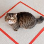 【爆笑】「ボク、ここから出られないニャ…」床に描かれた“見えない壁”に困惑する猫ちゃん。ピュアすぎる反応に悶絶必至! - 肉球ドットコム(299.com)