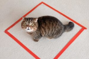 【爆笑】「ボク、ここから出られないニャ…」床に描かれた“見えない壁”に困惑する猫ちゃん。ピュアすぎる反応に悶絶必至! - 肉球ドットコム(299.com)