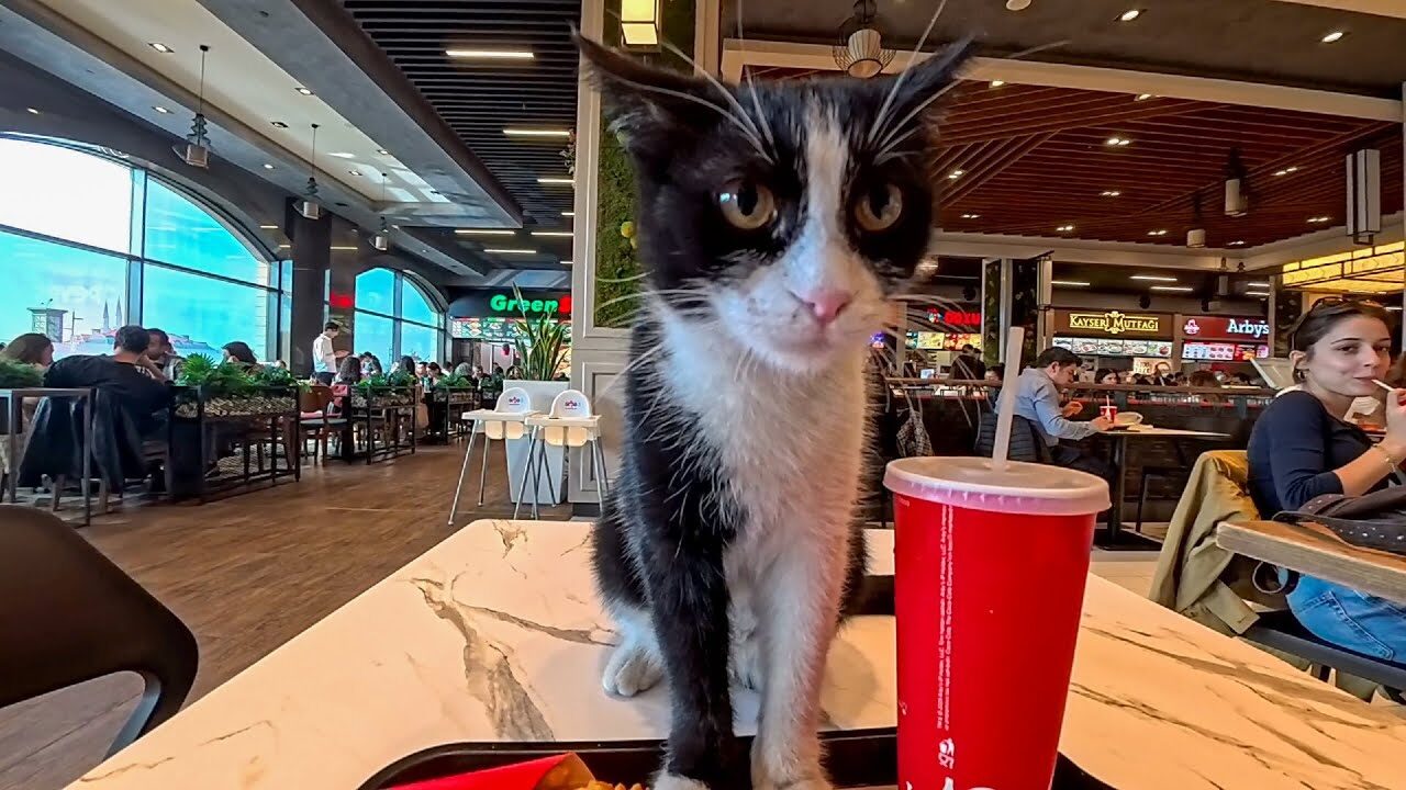 【驚き】「一口、いいですか?」フードコートで食事をしていたら、まさかの“相客”が降臨!人懐っこすぎる猫ちゃんに周囲もタジタジ!? - 肉球ドットコム(299.com)
