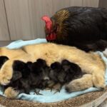 【奇跡の光景】「ママより上手だニャ!」ヒヨコたちを完璧に寝かしつける子猫ちゃん。種族を超えた“育児スキル”に母鶏もびっくり!? - 肉球ドットコム(299.com)