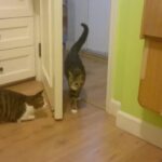 【爆笑】「そこから来るの分かってたニャ!」ドアの影で身を潜める猫ちゃん……。飼い主さんへの“全力アンブッシュ”が鮮やかすぎて吹くw - 肉球ドットコム(299.com)