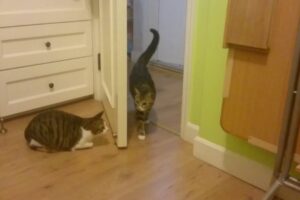 【爆笑】「そこから来るの分かってたニャ!」ドアの影で身を潜める猫ちゃん……。飼い主さんへの“全力アンブッシュ”が鮮やかすぎて吹くw - 肉球ドットコム(299.com)
