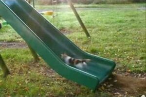 【悶絶】「ここはボクの特等席ニャ!」滑り台を逆走して遊ぶ子猫たち。一生懸命すぎる姿に癒やしが止まらない! - 肉球ドットコム(299.com)