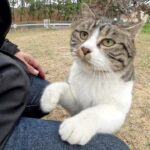 【悶絶】「ボクを抱っこしてニャ!」甘い声で鳴きながら膝に飛び乗ってくるキジシロ猫ちゃんの熱烈アピールに気絶寸前! - 肉球ドットコム(299.com)