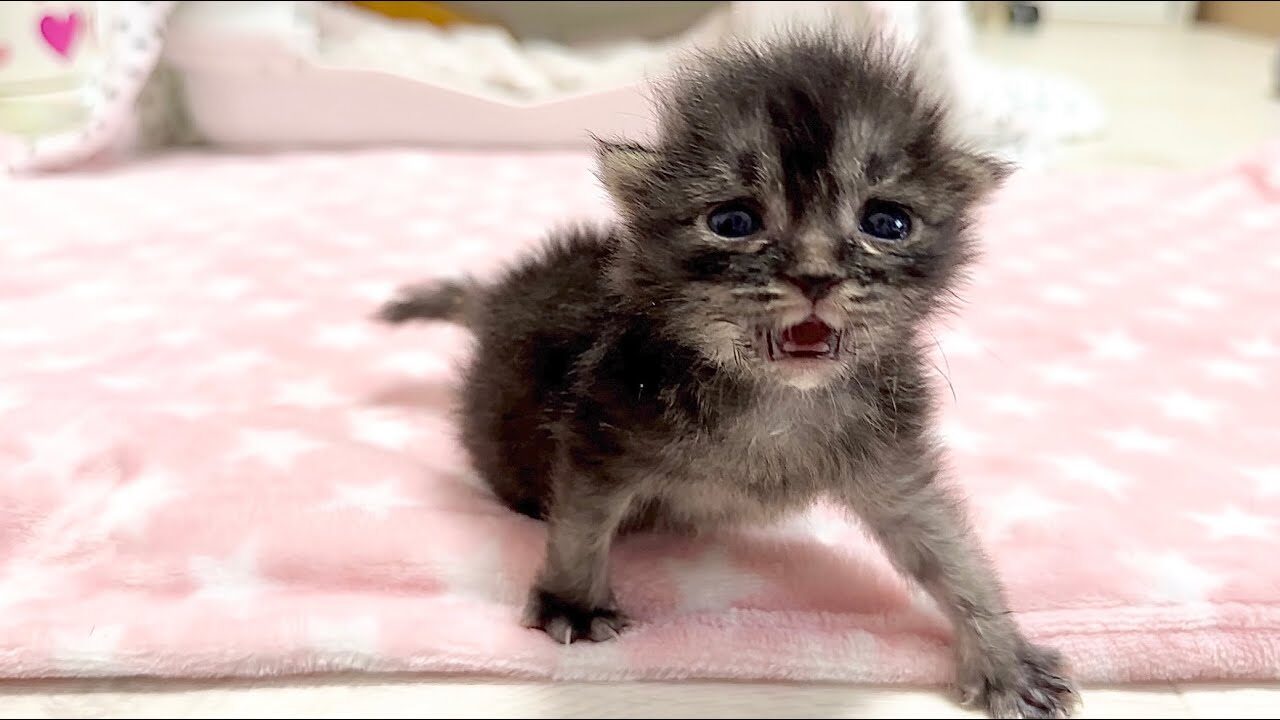 【悶絶】「ねぇ、なでてニャ…」生後15日の赤ちゃん猫、尊すぎる“甘え泣き”のアピールに全視聴者がノックアウト! - 肉球ドットコム(299.com)