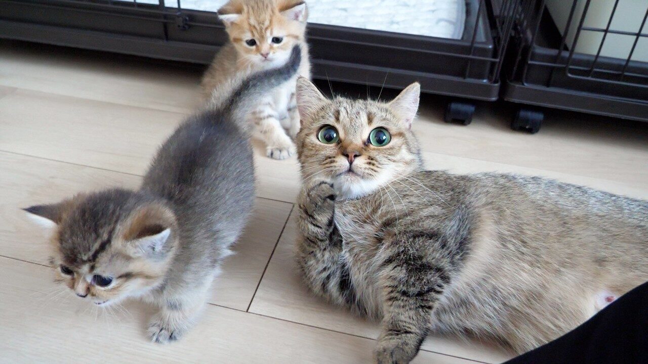 【悶絶】「ボクたちより甘えん坊ニャ…」子猫よりも飼い主さんにベッタリ!?ママ猫の“想定外すぎる”猛烈アピールにキュン死確定! - 肉球ドットコム(299.com)