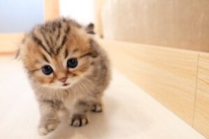 【悶絶】「ついに脱出したニャ!」自力でケージから抜け出した子猫。初めての“大冒険”と可愛すぎる結末に38万人がメロメロ! - 肉球ドットコム(299.com)