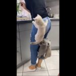【悶絶】「早くごはんを出すニャ!」空腹が限界に達した子猫たち、ママの体をよじ登る“必死すぎるおねだり”に世界がメロメロ! - 肉球ドットコム(299.com)