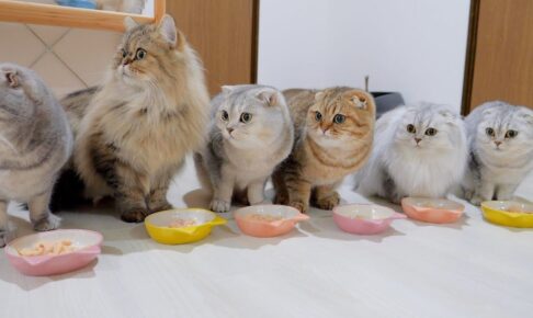 【悶絶】「な、何だニャ!?」わずかな音に全員がシンクロ反応!子猫ファミリーの“一斉ビクッ”が可愛すぎてリピ確定! - 肉球ドットコム(299.com)