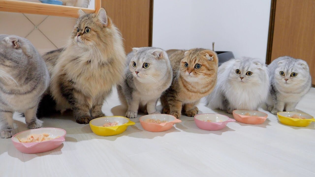 【悶絶】「な、何だニャ!?」わずかな音に全員がシンクロ反応!子猫ファミリーの“一斉ビクッ”が可愛すぎてリピ確定! - 肉球ドットコム(299.com)