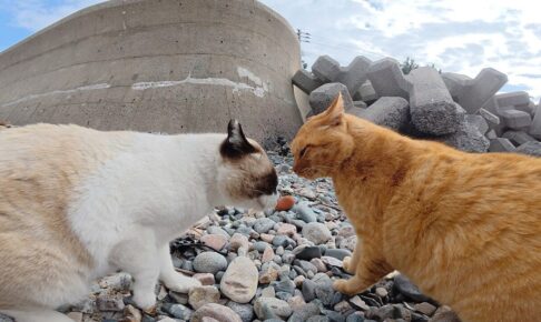 【爆笑】「ボクのせいじゃないニャ!」口喧嘩に負けたタヌキ猫ちゃん、まさかの“八つ当たり”に撮影者さんもタジタジ!? - 肉球ドットコム(299.com)